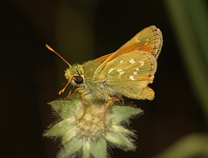 Hesperia comma