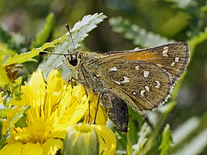 Hesperia comma