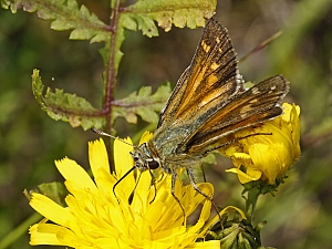 Hesperia comma