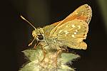 Hesperia comma