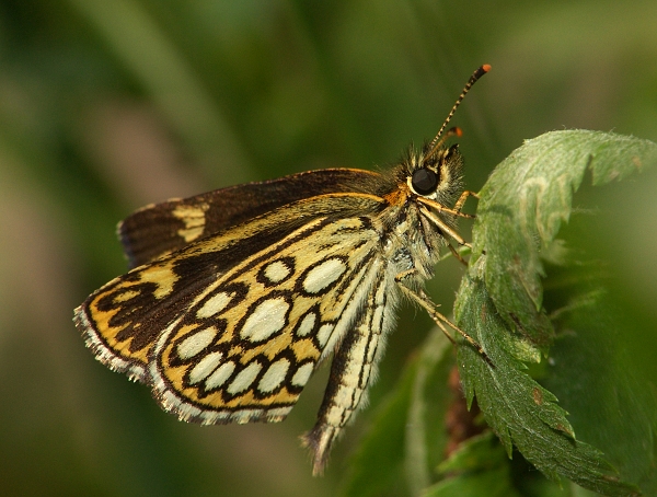 Heteropterus morpheus