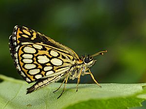 Heteropterus morpheus