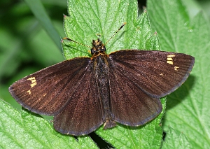 Heteropterus morpheus