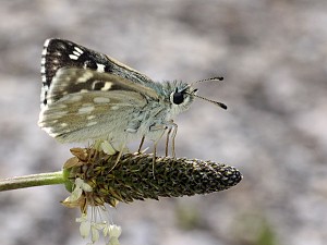 Muschampia tessellum