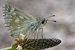 Muschampia tessellum
