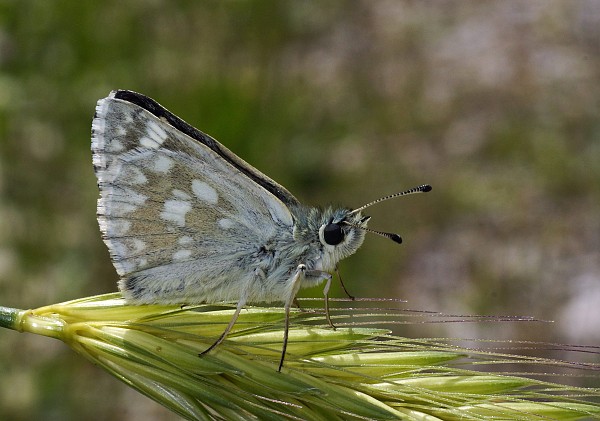 Muschampia tessellum