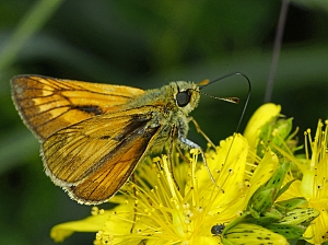 Ochlodes sylvanus