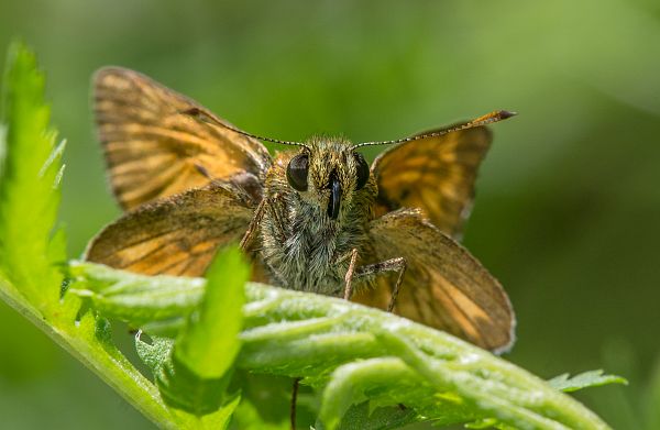 Ochlodes sylvanus