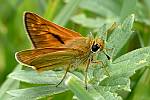 Ochlodes sylvanus