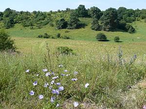 Erynnis tages Habitat