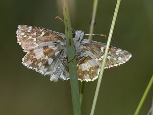 Pyrgus alveus