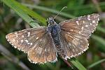 Pyrgus alveus