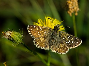 Pyrgus armoricanus