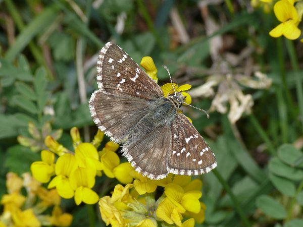 Pyrgus carthami