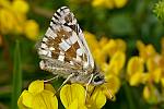 Pyrgus carthami