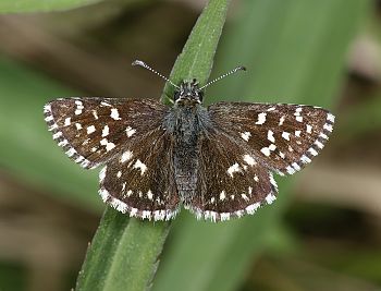 Pyrgus malvae