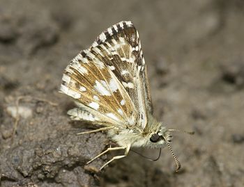 Pyrgus malvae