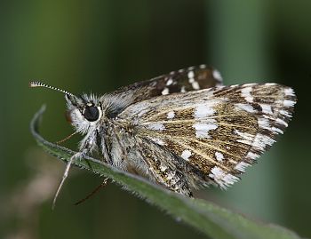 Pyrgus malvae