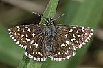Pyrgus malvae