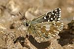 Spialia sertorius