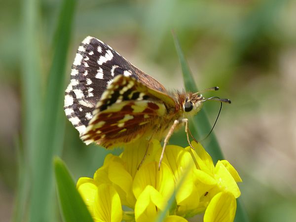 Spialia sertorius