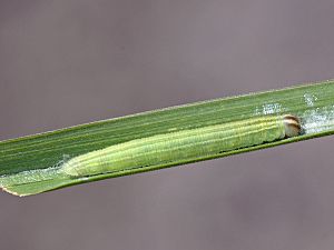 Thymelicus lineola Raupe