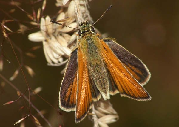 Thymelicus lineola