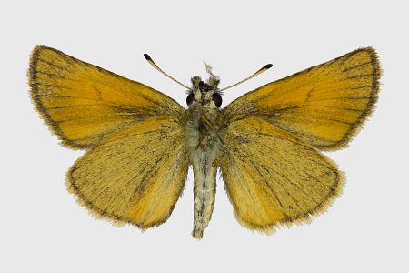 Thymelicus lineola