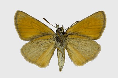 Thymelicus lineola