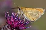 Thymelicus lineola
