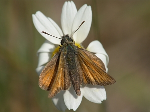 Thymelicus sylvestris