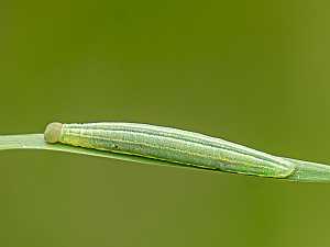 Thymelicus sylvestris