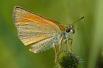 Thymelicus sylvestris