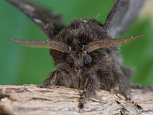 Cosmotriche lobulina