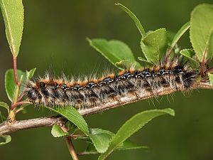 Eriogaster catax