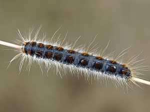 Eriogaster lanestris