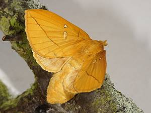 Euthrix potatoria