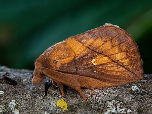 Euthrix potatoria