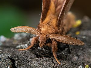 Euthrix potatoria