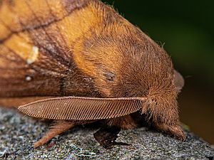 Euthrix potatoria