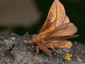 Euthrix potatoria