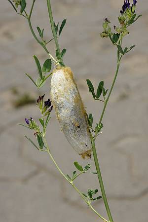 Euthrix potatoria