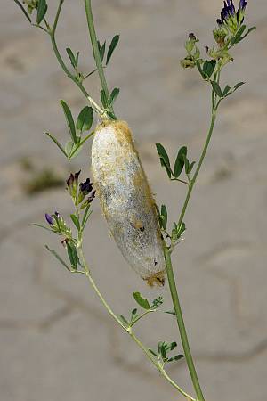 Euthrix potatoria