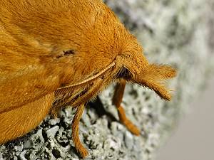 Euthrix potatoria