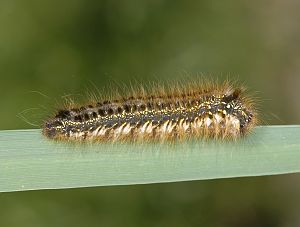 Euthrix potatoria