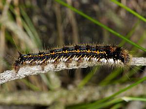 Euthrix potatoria