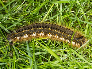 Euthrix potatoria