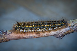 Euthrix potatoria