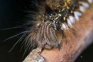 Euthrix potatoria