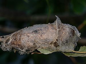 Gastropacha populifolia Raupe